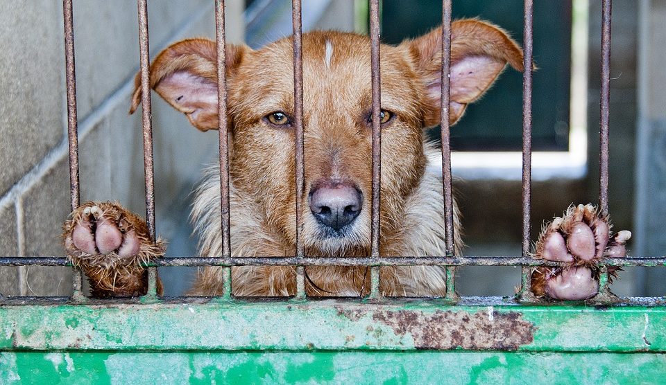 Big Dog Big Heart We Love Bob Rspcaspetsecretlife Big Dogs Pets Animal Rescue