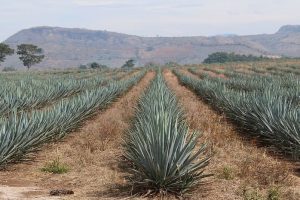 Tequila plant, agave, field