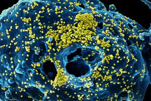 MERS virus targeted by self-spreading vaccine