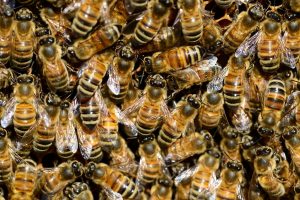 honeybee hive on comb