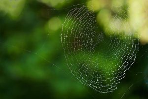 Spider silk for biomaterials