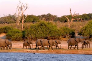 elephants drinking water in Botswana