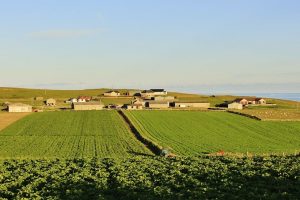 farming fields