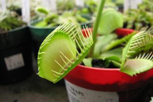 venus flytrap