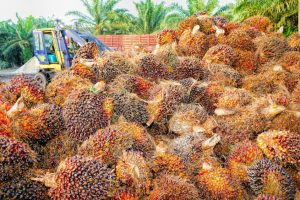 palm oil crop