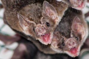 vampire bats