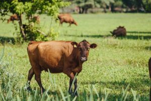 Brazilian Beef farm