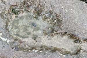 Many similar footprints have been found in the region, including the one pictured above.