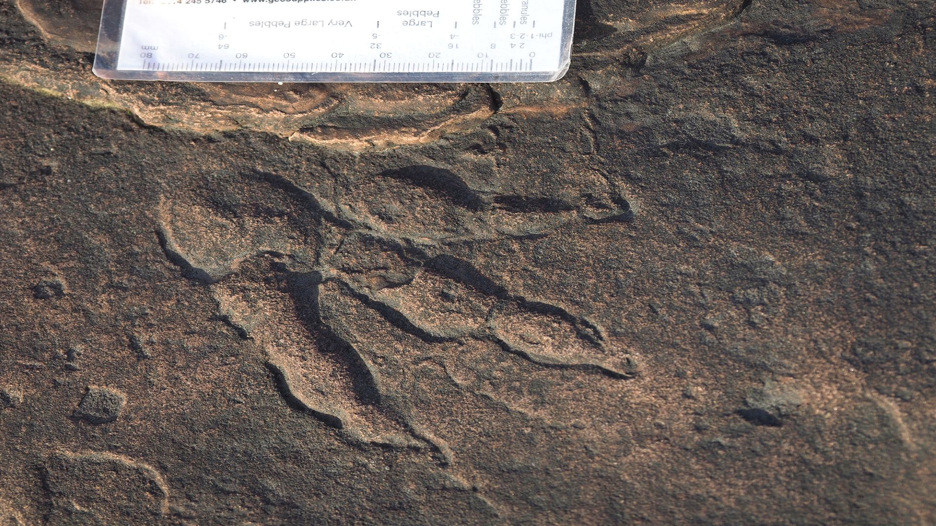 Dinosaur on the beach: fossil footprint found by four-year-old - Gair Rhydd