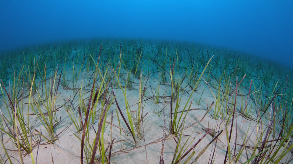 Seagrass Meadows a critical part of the ecosystem Gair Rhydd