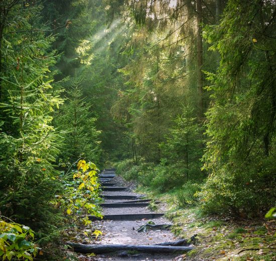 Exploring Nature