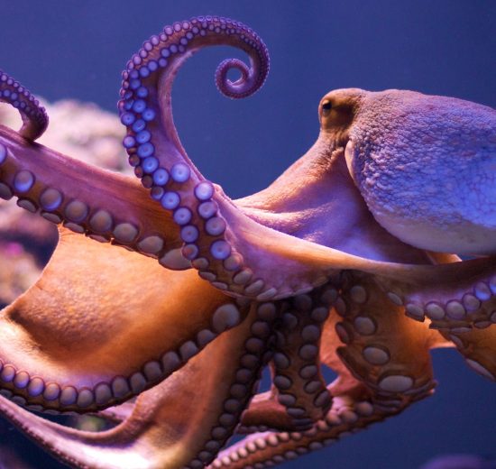 squid and octopus