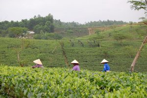 Tea farmers