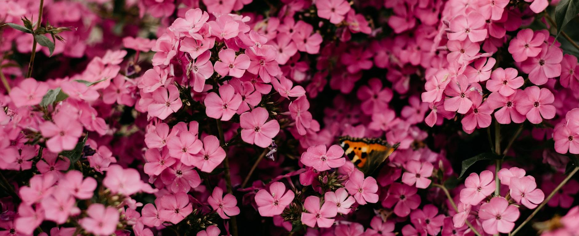 close up photography of pink flowers