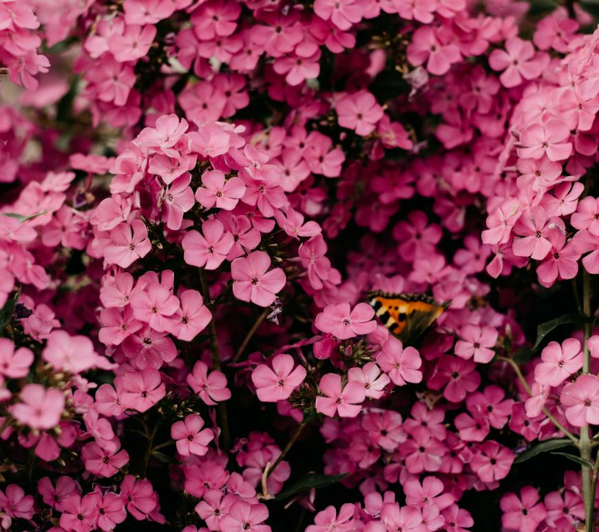 close up photography of pink flowers