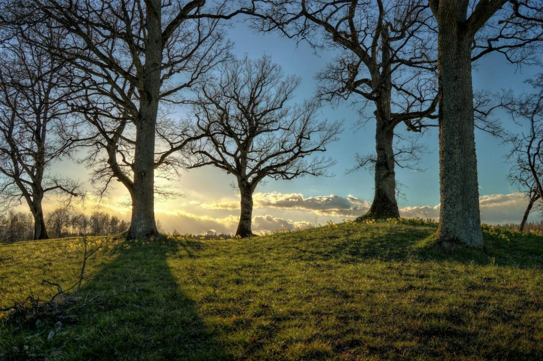 bare trees planted on grass field