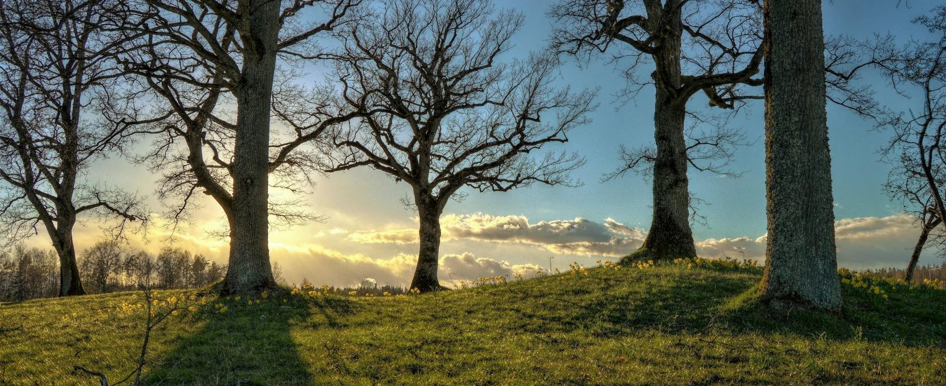 bare trees planted on grass field