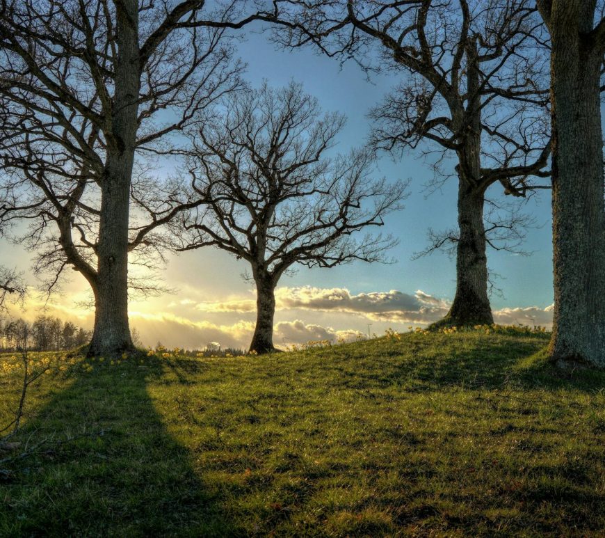 bare trees planted on grass field