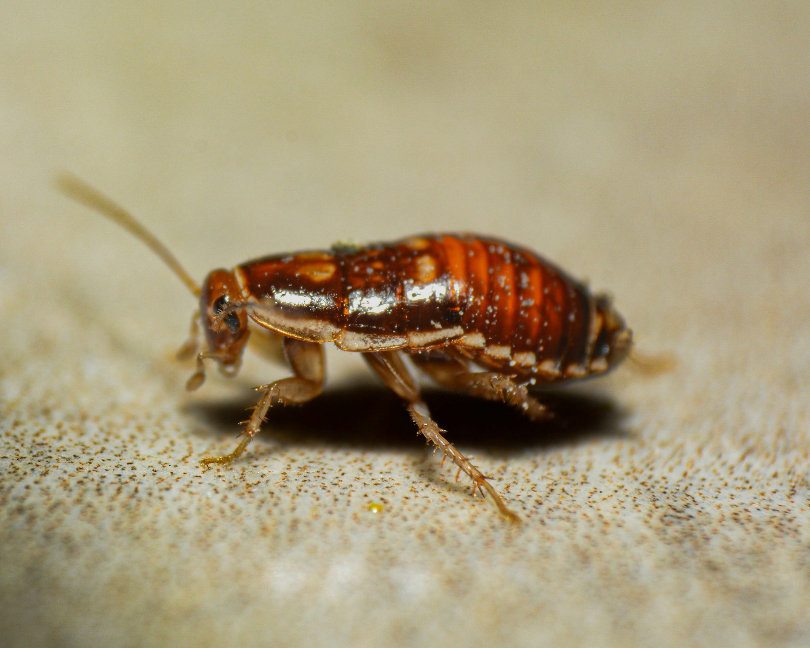 Cockroach Infestation Found in Cardiff Student Flat, and Experts Warn ...