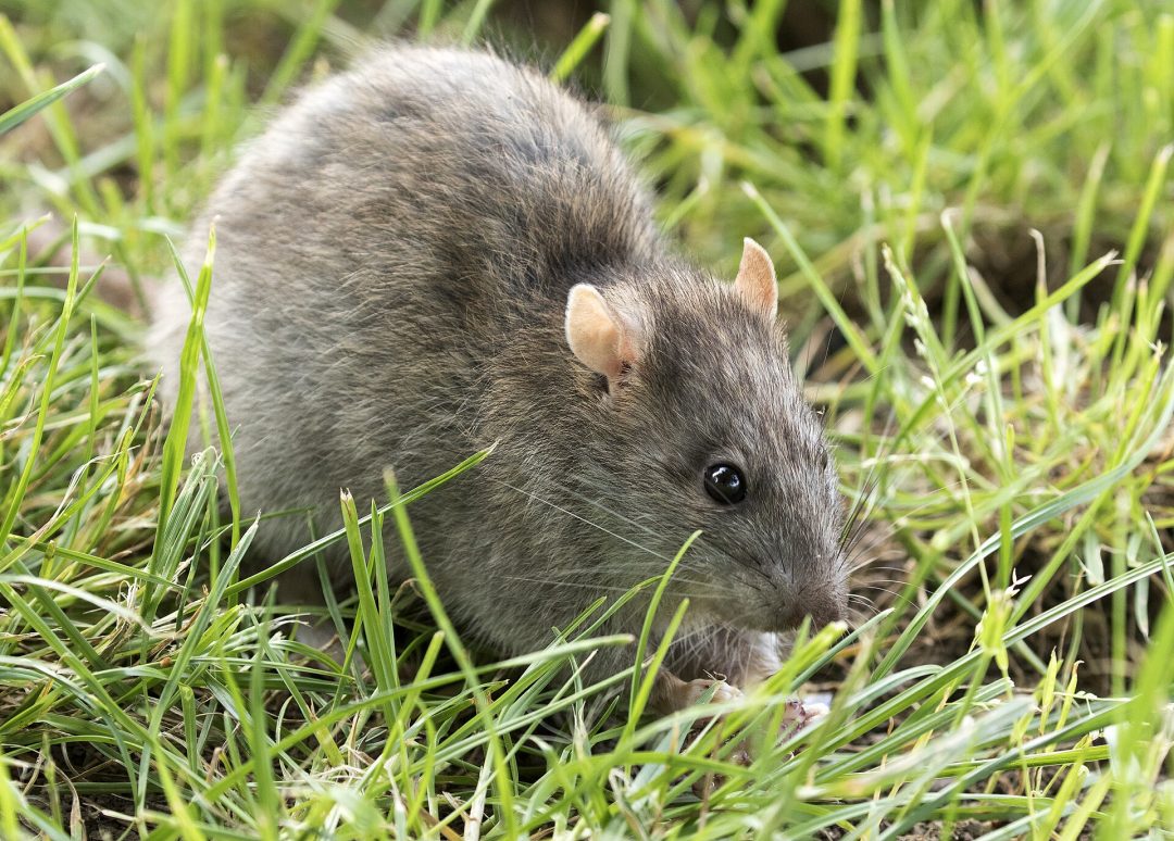 A brown rat in grass.