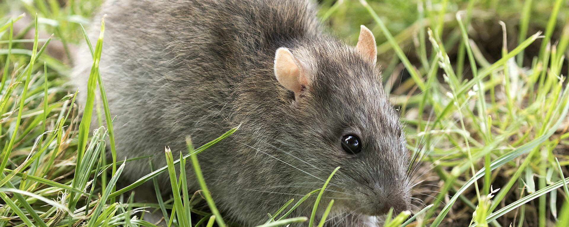 A brown rat in grass.