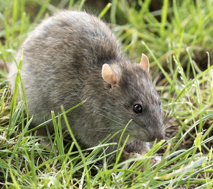 A brown rat in grass.