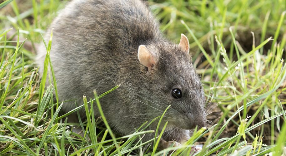 A brown rat in grass.