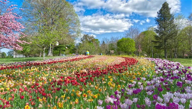 Rows of colourful flowers in a sunny park