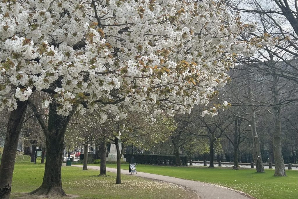 Llun o goeden ym mharc Cathays