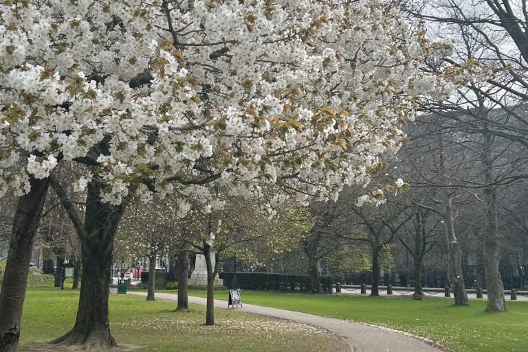 Llun o goeden ym mharc Cathays