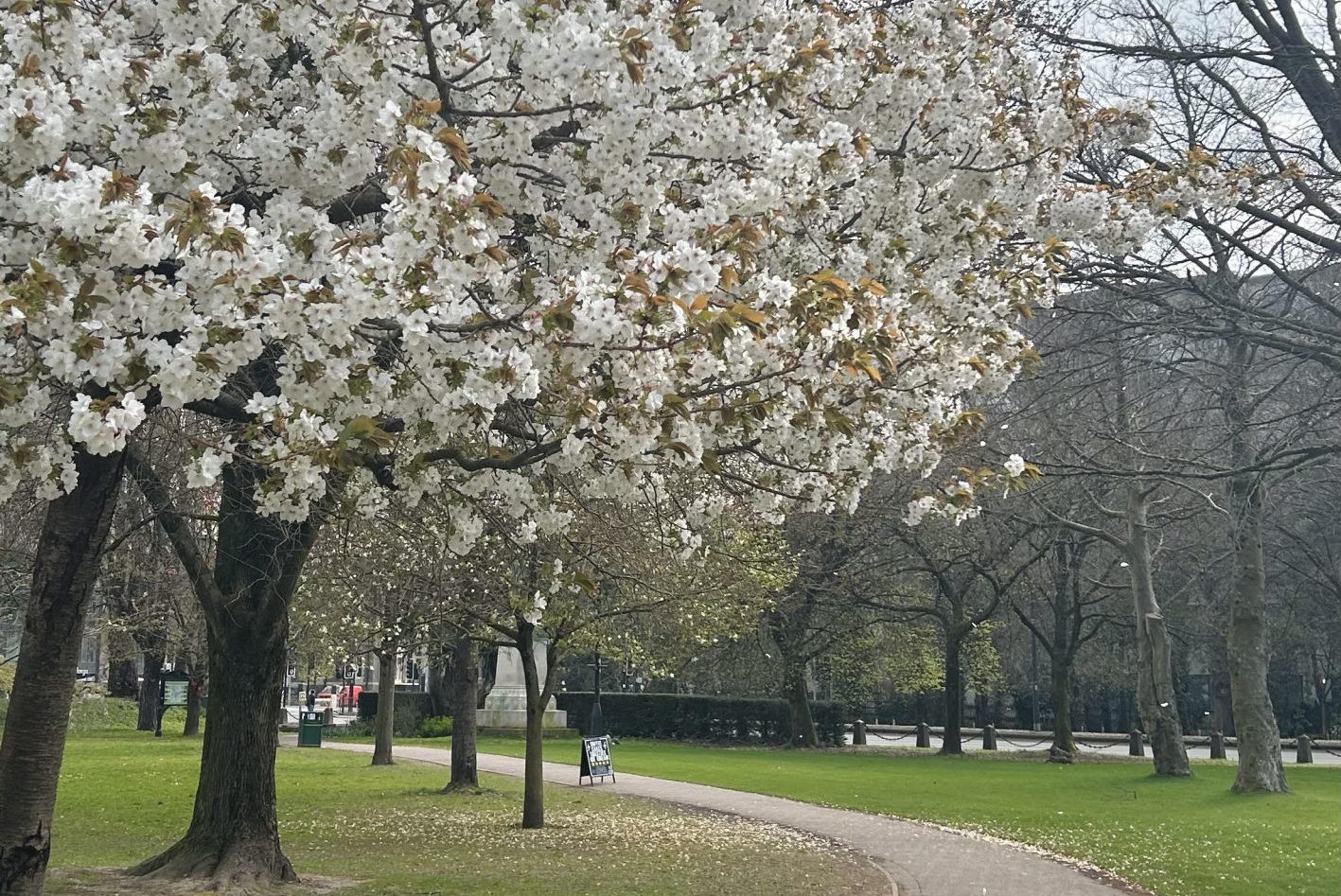 Llun o goeden ym mharc Cathays