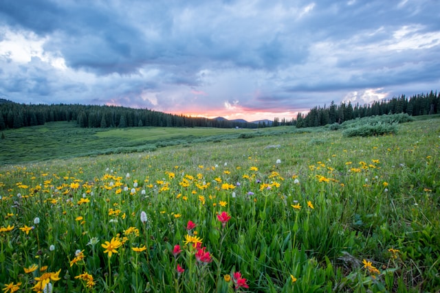 A field of flowers with the sun setting in the background
