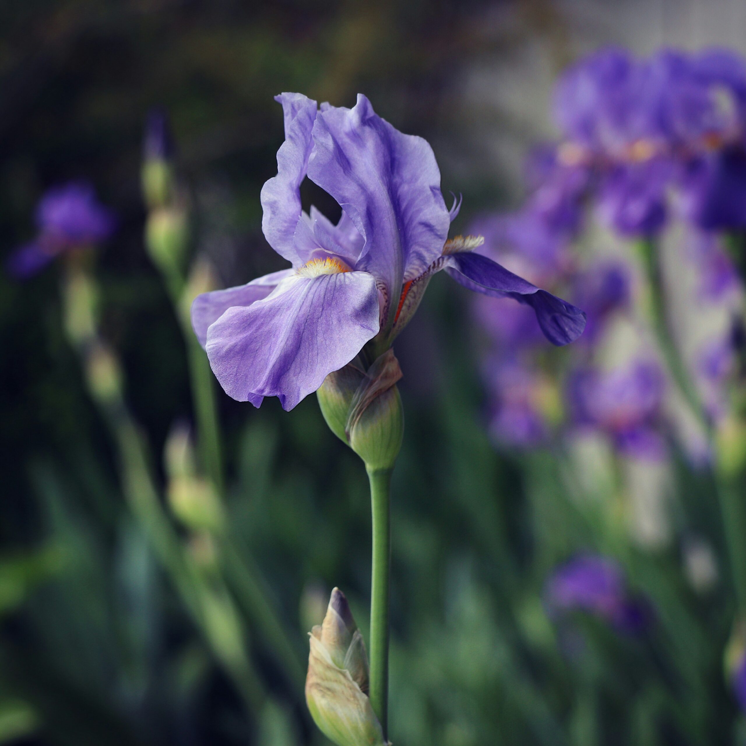 Iris flower in shallow focus with backdrop of field full of other flowers.